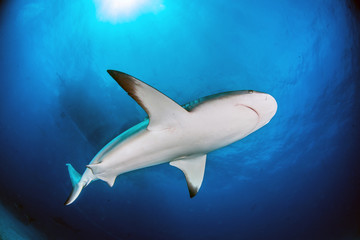 Caribbean Reef Shark at the Bahamas
