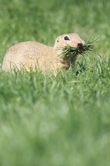 Sickle - a critically endangered species (Spermophilus citellus) belongs to the squirrel family (Sciuridae) and is a representative of so-called earth squirrels.