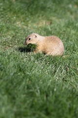 Sickle - a critically endangered species (Spermophilus citellus) belongs to the squirrel family (Sciuridae) and is a representative of so-called earth squirrels.