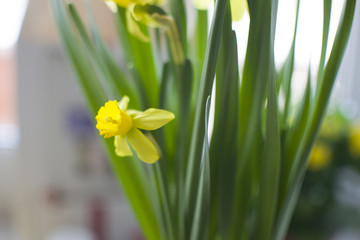 close up background with blossom of narcissus