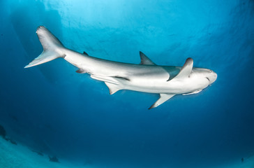 Caribbean Reef Shark at the Bahamas