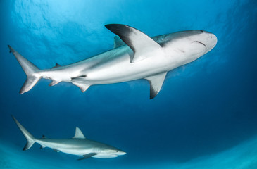 Caribbean Reef Shark at the Bahamas
