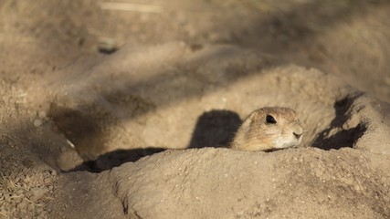 Perennial dogfish (Cynomys ludovicianus) is a daily rodent, living from southwest Canada to northern Mexico. This is one of five types of dogs.