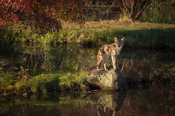 Coyote (Canis latrans) Stands on Rock Dappled Light