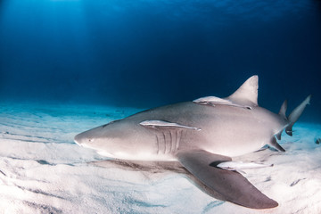 Naklejka premium Lemon Shark at the Bahamas
