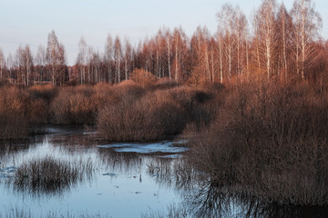 Early spring came to the forest.