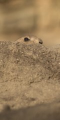 Perennial dogfish (Cynomys ludovicianus) is a daily rodent, living from southwest Canada to northern Mexico. This is one of five types of dogs.