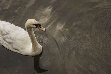 Swan 