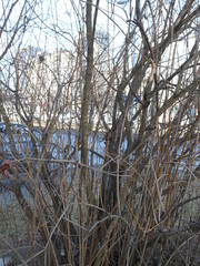 Obraz premium tree trunk with roots in the ground