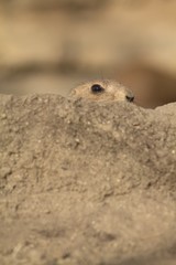 Perennial dogfish (Cynomys ludovicianus) is a daily rodent, living from southwest Canada to northern Mexico. This is one of five types of dogs.