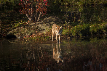 Obraz na płótnie Canvas Coyote (Canis latrans) Stands at Waters Edge