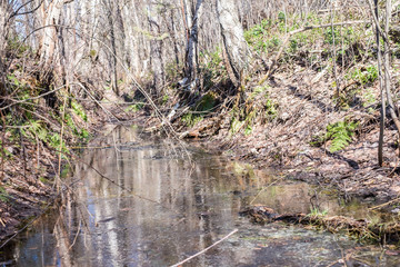 A small river in the spring forest.