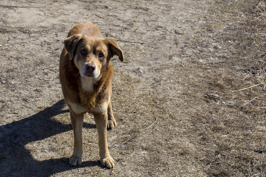 Stray Red Dog With Sad Eyes