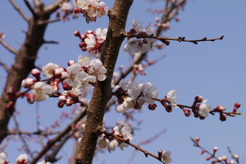 Spring Cherry blossoms, pink flowers.