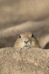 Perennial dogfish (Cynomys ludovicianus) is a daily rodent, living from southwest Canada to northern Mexico. This is one of five types of dogs.