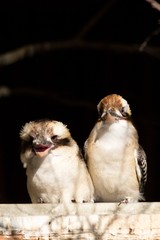 Giant Kingfisher (Dacelo novaeguineae) is a big bird of the Kingfisher family.