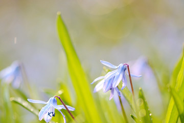 Romantische Blausterne in der Frühlingswiese