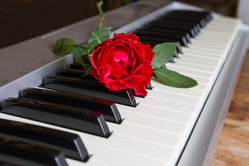 Red rose on keyboard of the digital piano