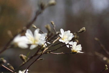 цветок  белой магнолии на ветке