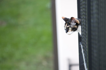 Kitty
