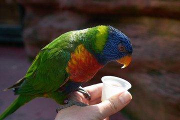 Feeding the bright parrots from the hand