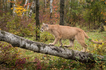 Adult Male Cougar (Puma concolor) Walks Up Birch Branch
