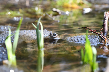 Grasfrosch (Rana temporaria)