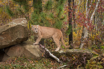 Adult Male Cougar (Puma concolor) Turns On Rock