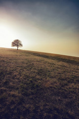 Alone tree on the meadow. Alone tree captured on the meadow at mountain Rajac, Serbia.