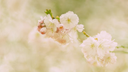 Kirschblüten, Zierkirsche, romantisch