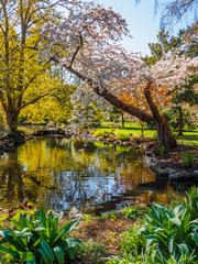 Springtime blossom in public Beacon Hill Park, Victoria BC Canada
