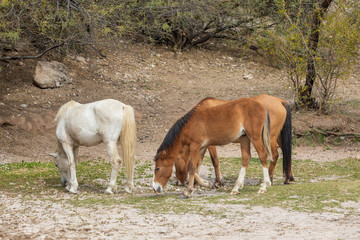 Fototapeta premium Wild Horses Near the Salt River in the Arizona Desert
