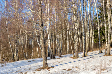 Birch grove on the slope on a winter day
