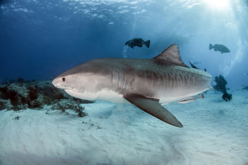 Fototapeta premium Tiger Shark at Tigerbeach, Bahamas
