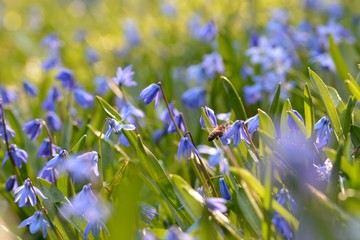 Frühlingshafter Hintergrund mit blauen Blumen