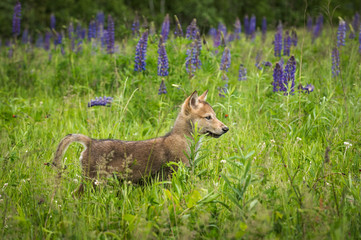 Grey Wolf (Canis lupus) Pup Pops Up in Lupine Field