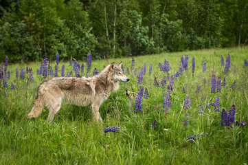Naklejka premium Juvenile Grey Wolf (Canis lupus) and Pup Stand in Field of Lupine