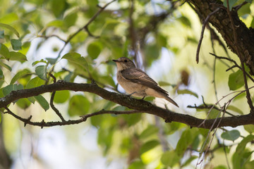 Spotted Flycatcher on a branch in the forest. Birds