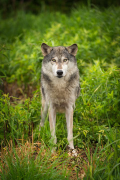 Grey Wolf (Canis lupus) Looks Out From Grass