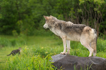 Fototapeta premium Grey Wolf (Canis lupus) Watches Cat in Distance