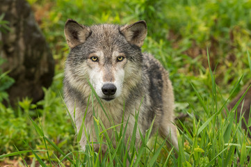 Grey Wolf (Canis lupus) Behind Grass