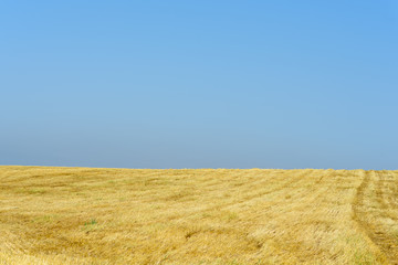 Gold wheat fields after harvest and blue sky in sunny day. Copy space.