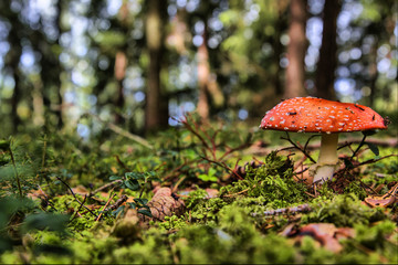 Fliegenpilz im Wald
