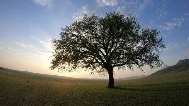 4K Timelapse Magical colorful sunset with tree, sky, clouds and dust from mooving cars