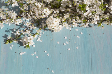 Obraz na płótnie Canvas White cherry blossom on blue wooden table. Spring background.