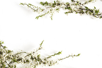 Obraz na płótnie Canvas Spring blossoms on white. Floral border.