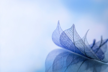 group of skeleton leaves on blured background, close up