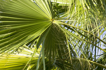 Obraz na płótnie Canvas Palm leaves against the sky
