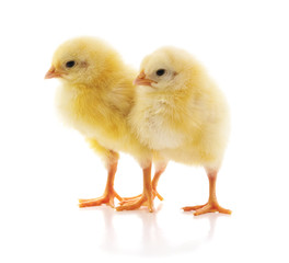 Two yellow chicken.