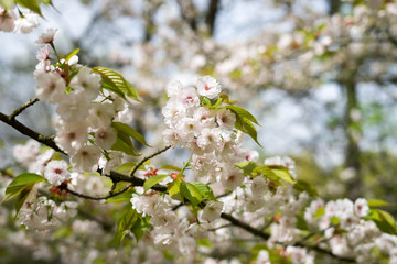 Japanese garden in Hasselt, Belgium